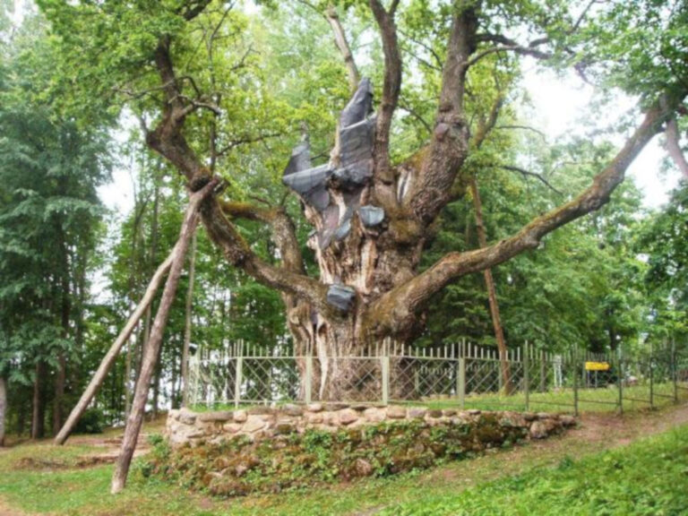 Stelmužė sacred oak