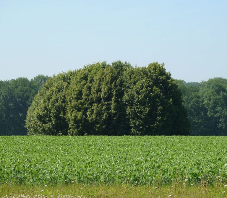 havelange tumulus