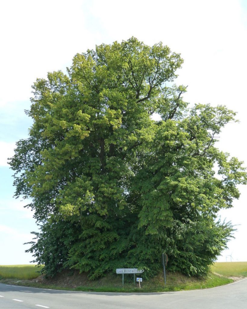 six brothers tumulus